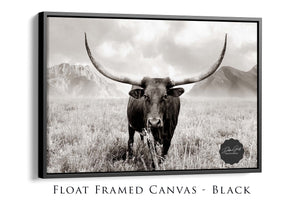 Texas Longhorn wall art – Western ranch photography print by Debra Gail Fine Art