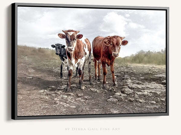 Debra Gail Fine Art Black Framed Canvas / 10x8 Longhorn Cow Print Picture - Cute Baby Calves