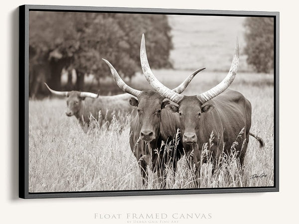 Debra Gail Fine Art Black Framed Canvas / 10x8 Longhorn Watusi Cattle Canvas Picture - Western Decor