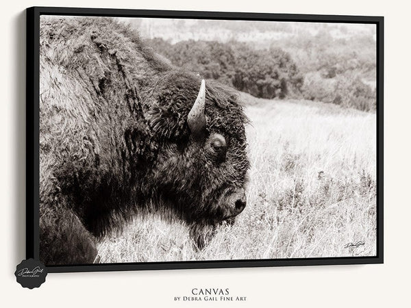 Debra Gail Fine Art Black Framed Canvas / 10x8 MAJESTIC PLAINS BISON - WESTERN DECOR