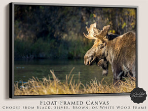 Moose wall art – rustic wildlife fine art photography by Debra Gail Fine Art