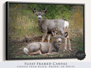 Deer wall art – rustic prairie wildlife fine art print by Debra Gail Fine Art