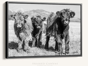 Highland cow wall art – farmhouse decor fine art photography by Debra Gail Fine Art