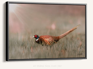 Pheasant wall art – canvas framed print Kansas prairie fine art photography by Debra Gail Fine Art