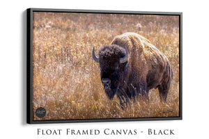 Buffalo wall art – Great Plains wildlife wall decor by Debra Gail Fine Art