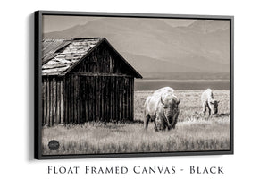 Buffalo Bison wall art canvas – rustic prairie photography print by Debra Gail Fine Art
