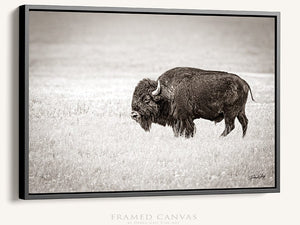 Buffalo fine art print – Great Plains wildlife wall decor by Debra Gail Fine Art