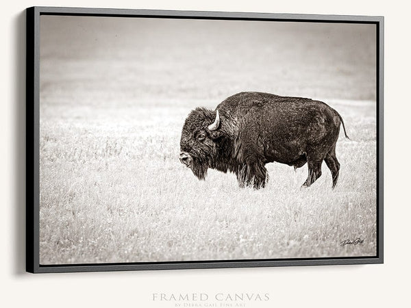 Debra Gail Fine Art Black Framed Canvas / 10x8 SOLITARY BISON - FINE ART PHOTOGRAPHY PRINT RUSTIC WESTERN DECOR