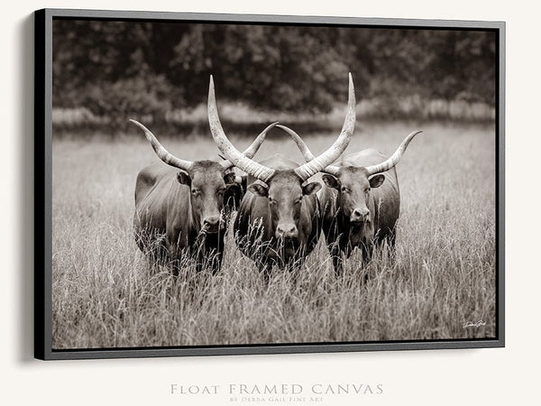 Debra Gail Fine Art Black Framed Canvas / 10x8 Texas Longhorn Watusi Art - Western Decor