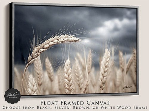 Debra Gail Fine Art Black Framed Canvas / 10x8 Wheat Under a Stormy Sky | Kansas Art Print