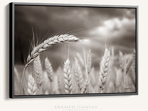 Wheat field wall art – Kansas prairie agriculture photography by Debra Gail Fine Art