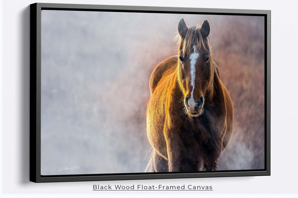 Debra Gail Fine Art Black Framed Canvas / 10x8 WILD HORSE PRINT - HORSE LOVERS PHOTOGRAPHY DECOR