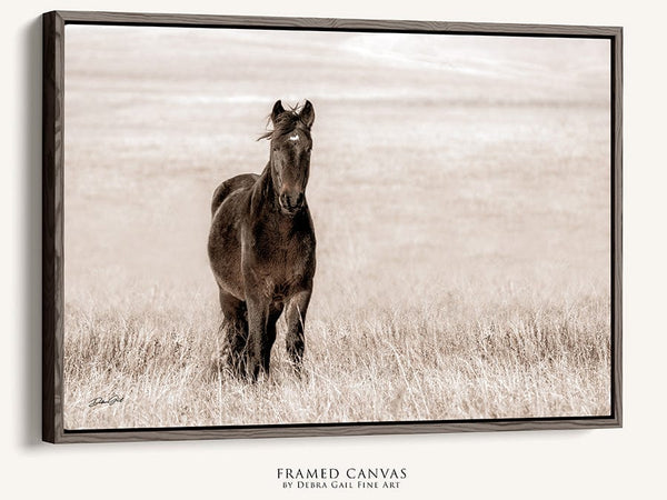 Debra Gail Fine Art Black Framed Canvas / 10x8 WILD MUSTANG PRINT - HORSE LOVERS PHOTOGRAPHY