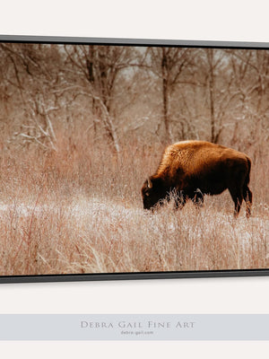 Buffalo Bison wall art canvas – rustic prairie photography print by Debra Gail Fine Art