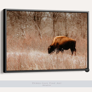 Buffalo Bison wall art canvas – rustic prairie photography print by Debra Gail Fine Art
