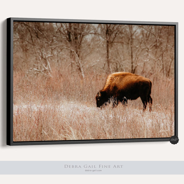 Debra Gail Fine Art Black Framed Canvas / 10x8 WINTER BISON GRAZING - RUSTIC DECOR