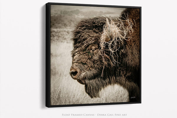 Debra Gail Fine Art Black Framed Canvas / 16x16 Wild and Free – Bison in the Prairie - Rustic Buffalo Wall Art Decor