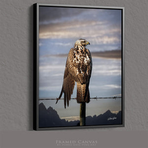 Hawk wall art – predator bird wildlife fine art photography by Debra Gail Fine Art