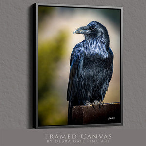 Raven wall art – predator bird wildlife fine art photography by Debra Gail Fine Art