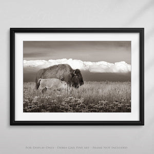 Bison wall art – rustic prairie photography print by Debra Gail Fine Art
