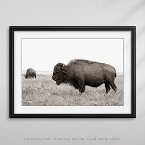 Bison wall art – rustic prairie photography print by Debra Gail Fine Art