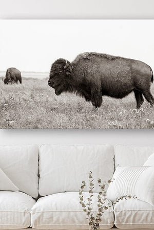 Bison wall art – rustic prairie photography print by Debra Gail Fine Art