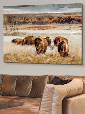 Buffalo wall art – Great Plains bison wildlife wall decor by Debra Gail Fine Art