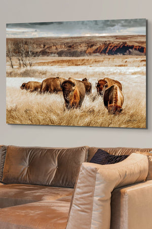 Buffalo wall art – Great Plains bison wildlife wall decor by Debra Gail Fine Art