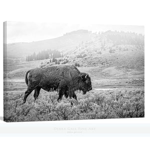 Bison wall art – black and white rustic prairie photography print by Debra Gail Fine Art