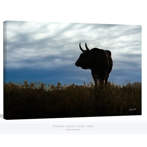 Debra Gail Fine Art Canvas Wrap / 10x8 Austin Texas Longhorn Bull Wall Art Canvas