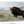 Debra Gail Fine Art Canvas Wrap / 10x8 BIG BISON BULL ON THE PRAIRIE - RUSTIC WALL ART