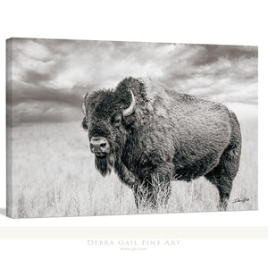 Bison wall art – rustic prairie photography print by Debra Gail Fine Art