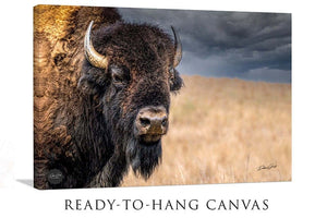 Bison wall art – neutral sepia rustic prairie photography print by Debra Gail Fine Art