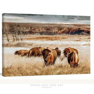 Buffalo Bison wall art canvas – rustic prairie photography print by Debra Gail Fine Art