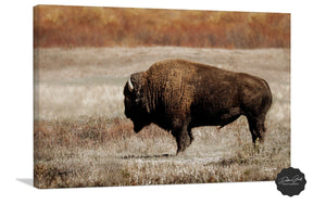 Buffalo Bison wall art canvas – rustic prairie photography print by Debra Gail Fine Art