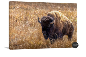 Bison wall art – neutral sepia rustic prairie photography print by Debra Gail Fine Art