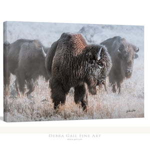 Buffalo Bison wall art canvas – rustic prairie photography print by Debra Gail Fine Art