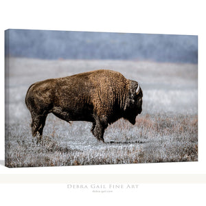 Buffalo Bison wall art canvas – blue tones rustic prairie photography print