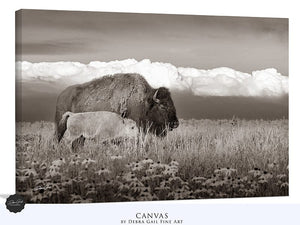 Bison wall art – rustic prairie photography print by Debra Gail Fine Art