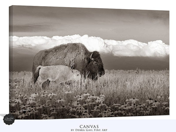 Debra Gail Fine Art Canvas Wrap / 10x8 BUFFALO AND CALF - OKLAHOMA PLAINS PHOTOGRAPHY