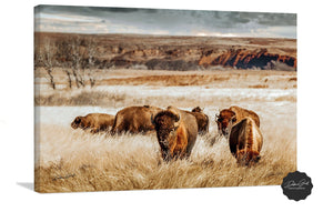 Buffalo wall art – Great Plains bison wildlife wall decor by Debra Gail Fine Art
