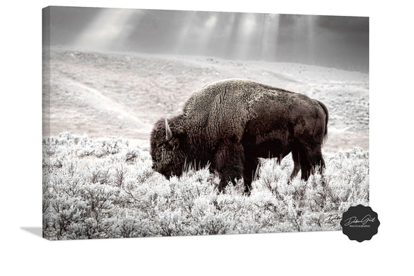 Debra Gail Fine Art Canvas Wrap / 10x8 BUFFALO WALL ART PRINT - NATURE LOVERS DECOR