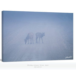 Elk wall art – Western wildlife fine art photography by Debra Gail Fine Art