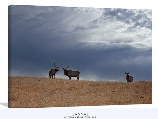 Debra Gail Fine Art Canvas Wrap / 10x8 ELK UNDER STORMY SKIES - KANSAS PHOTOGRAPHY PRINT No. 0733