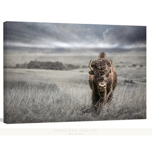 Buffalo fine art print – Great Plains wildlife wall decor by Debra Gail Fine Art