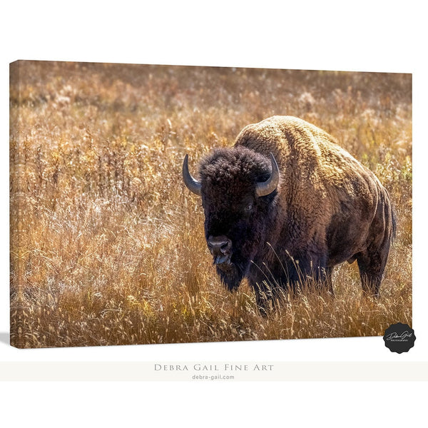 Debra Gail Fine Art Canvas Wrap / 10x8 GOLDEN BISON BULL - WESTERN DECOR