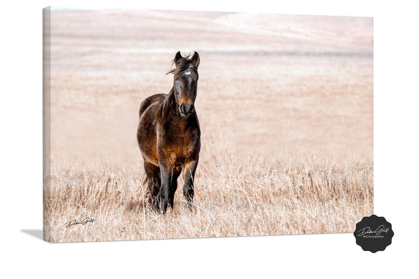 Debra Gail Fine Art Canvas Wrap / 10x8 HORSE ON THE PRAIRIE - WESTERN DECOR PRINT