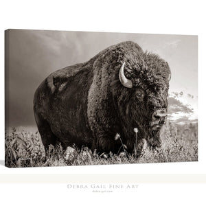 Bison wall art – rustic prairie photography print by Debra Gail Fine Art