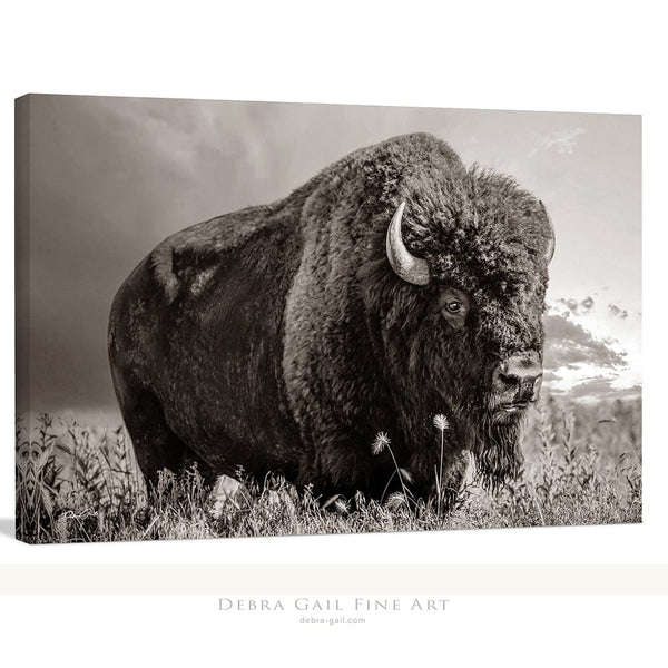 Debra Gail Fine Art Canvas Wrap / 10x8 LARGE BISON WALL ART PRINT OR CANVAS BY DEBRA GAIL