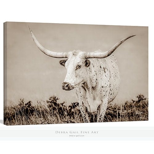 Debra Gail Fine Art Canvas Wrap / 10x8 Longhorn Canvas Wall Art in Neutral Farmhouse Colors